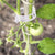 GreenGrip™ | Verbeter uw tuinervaring met gemak en vertrouwen!