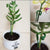 Durable Plant Stake™ | Ondersteun planten om nog mooier te worden